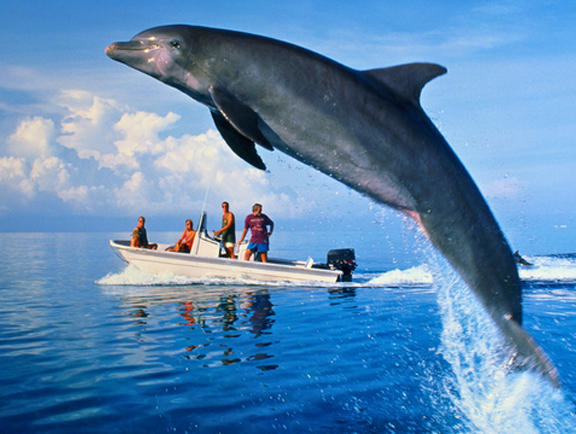 Dolphin Jumping
