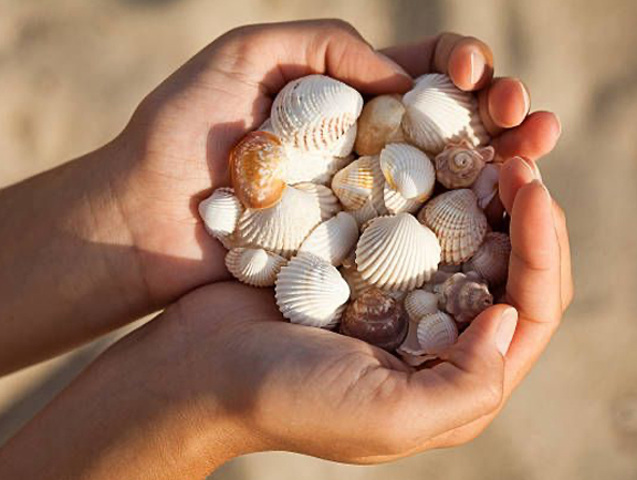 Sea Shell